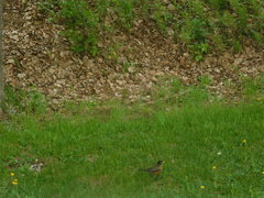 Turdus migratorius image