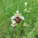 Ophrys exaltata castellana - Photo (c) Susana Lois, algunos derechos reservados (CC BY-NC), subido por Susana Lois