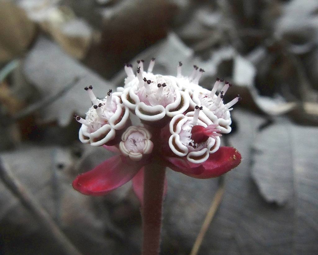 Euphorbioideae