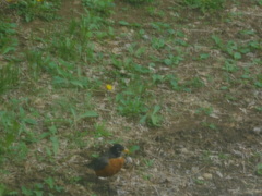 Turdus migratorius image