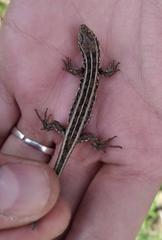 Lacerta agilis brevicaudata