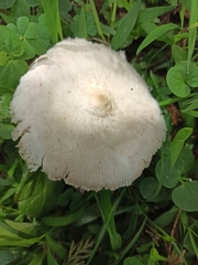 Chlorophyllum hortense