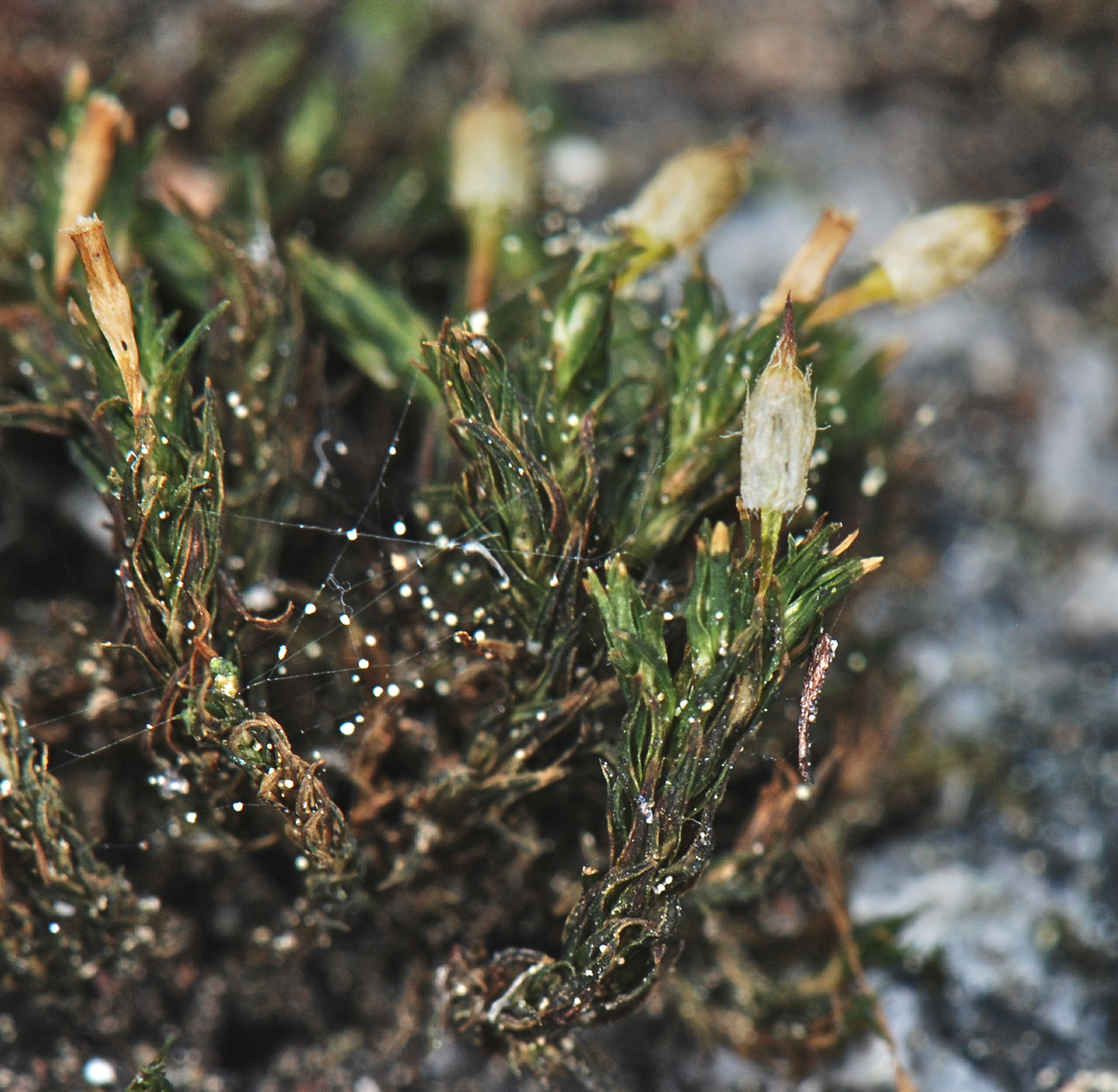 Lewinskya pylaisii