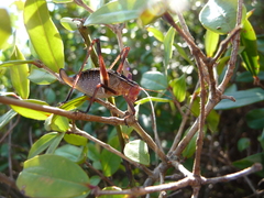 Barbitistes fischeri