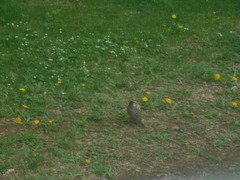 Turdus migratorius image