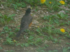 Turdus migratorius image