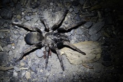 Calisoga longitarsis