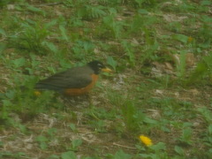 Turdus migratorius image
