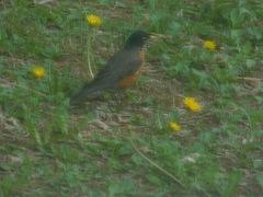 Turdus migratorius image