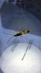 Amblyteles armatorius