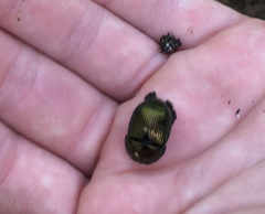 Geotrupes splendidus