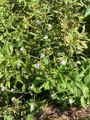 Magnoliopsida