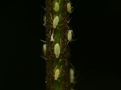 Microlophium carnosum