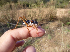 Ephippiger provincialis