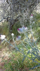 Cirsium occidentale occidentale