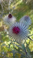 Cirsium occidentale occidentale