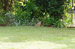 Turdus libonyana