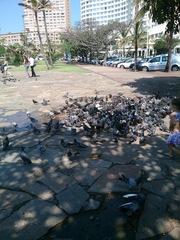 Columba livia domestica