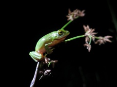 Hyperolius tuberilinguis