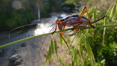 Ephippiger provincialis