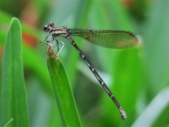 Argia sedula