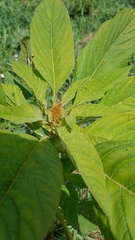 Chenopodium quinoa
