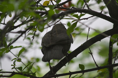Turdus merula aterrimus