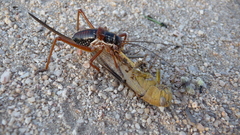 Ephippiger provincialis