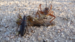 Ephippiger provincialis