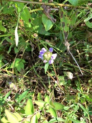 Magnoliopsida
