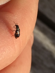 Anthocomus fasciatus