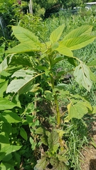 Chenopodium quinoa