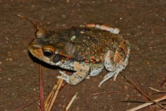 African Split-Skin Toad photo 3