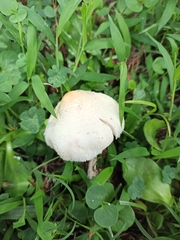 Chlorophyllum hortense