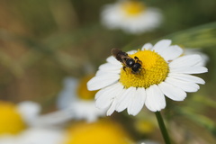 Halictus maculatus