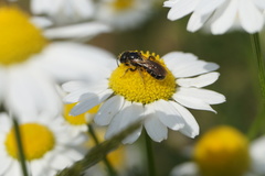 Halictus maculatus