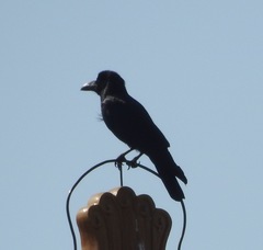 Corvus macrorhynchos