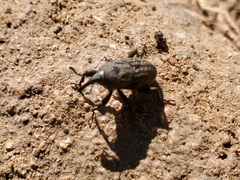 Sphenophorus germari