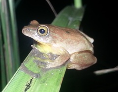 Hyperolius tuberilinguis