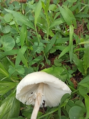 Chlorophyllum hortense
