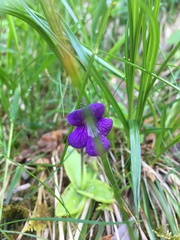 Pinguicula grandiflora