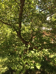 Crataegus ambigua