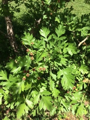Crataegus ambigua