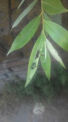 Plagiodera versicolora