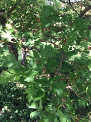 Crataegus ambigua