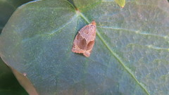 Clepsis dumicolana