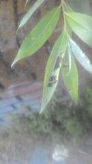 Plagiodera versicolora