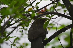 Turdus merula aterrimus