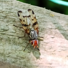 Otites porcus