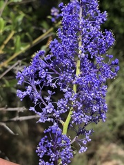 Ceanothus cyaneus